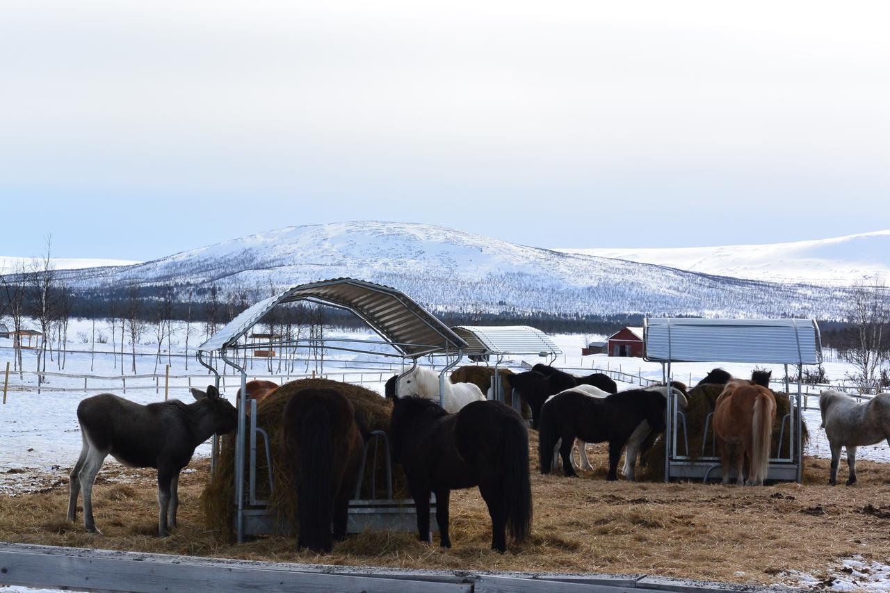 Ofelas Islandshaestar & Guideservice Kiruna Exterior foto